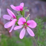 Pelargonium Hirtum (Succulento)