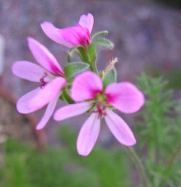 Pelargonium Hirtum (Succulento)