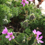 Pelargonium Hirtum (Succulento)