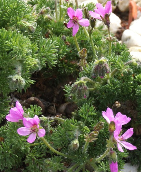 Pelargonium Hirtum (Succulento)