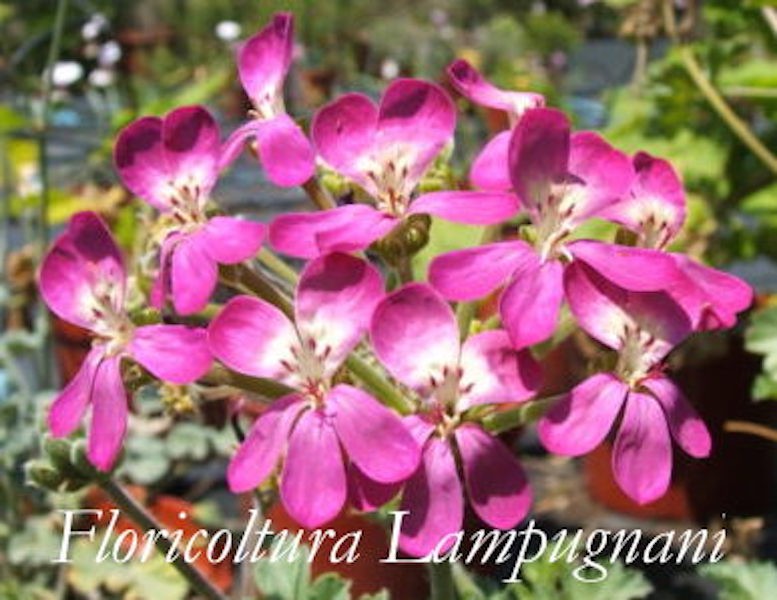 Pelargonium Gibbosum rosa (Succulento