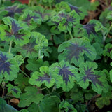 Pelargonium Tomentosum Chocolate peppermint