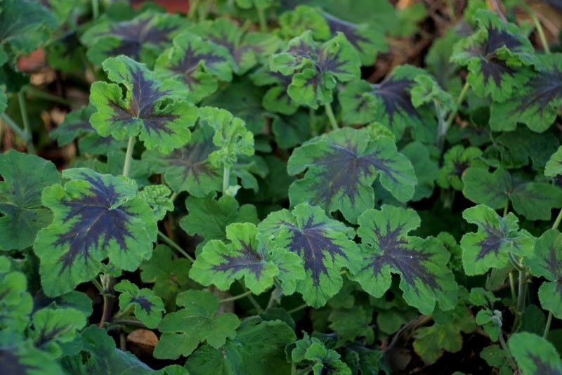 Pelargonium Tomentosum Chocolate peppermint