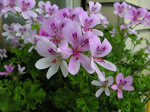 Pelargonium Prince of orange