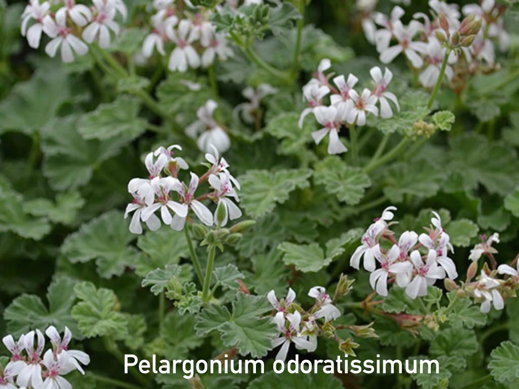 Pelargonium odoratissimum