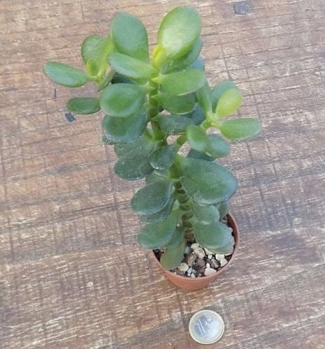 Crassula Ovata minor