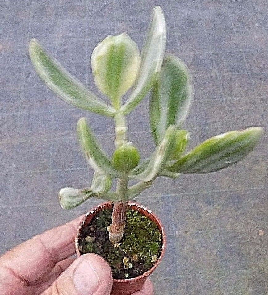 Crassula ovata variegata