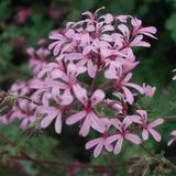 Pelargonium  Deerwood Lavender Lass 