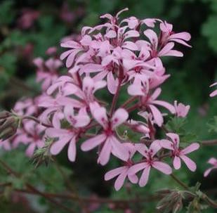 Pelargonium  Deerwood Lavender Lass 