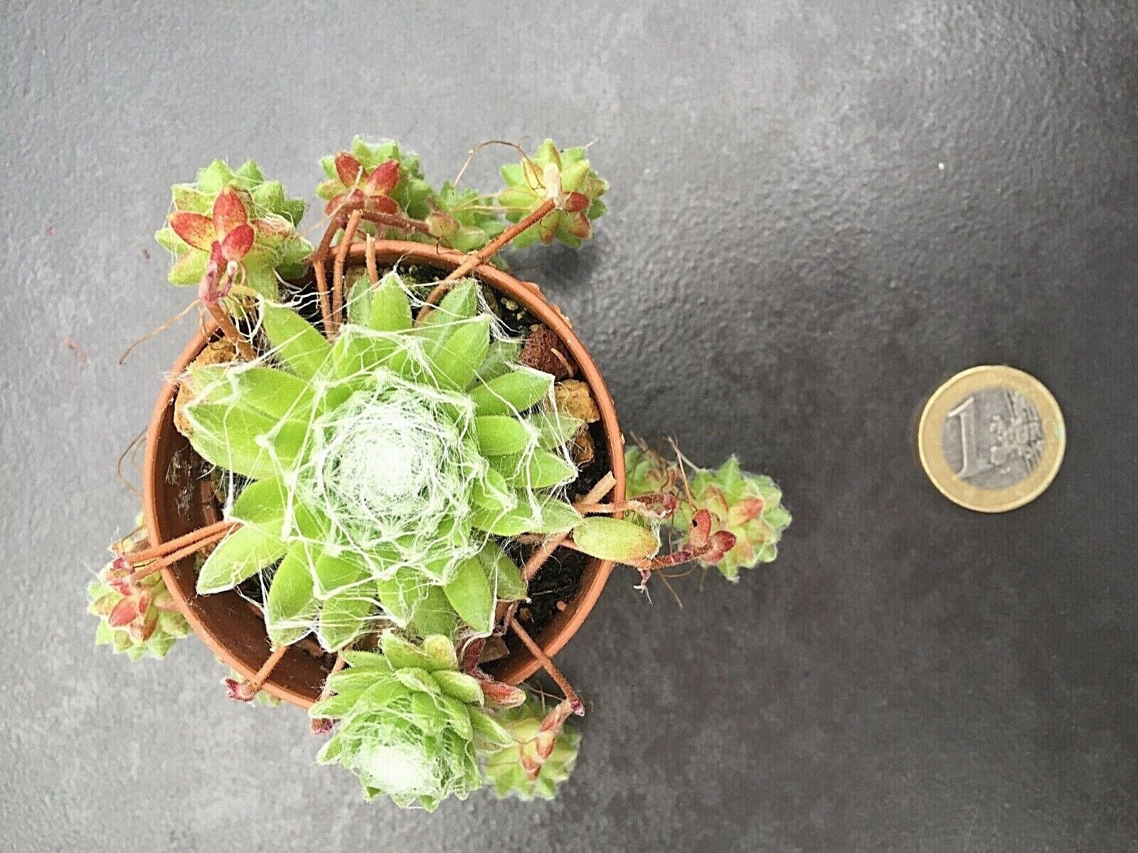 Sempervivum Arachnoideum . piante in vaso