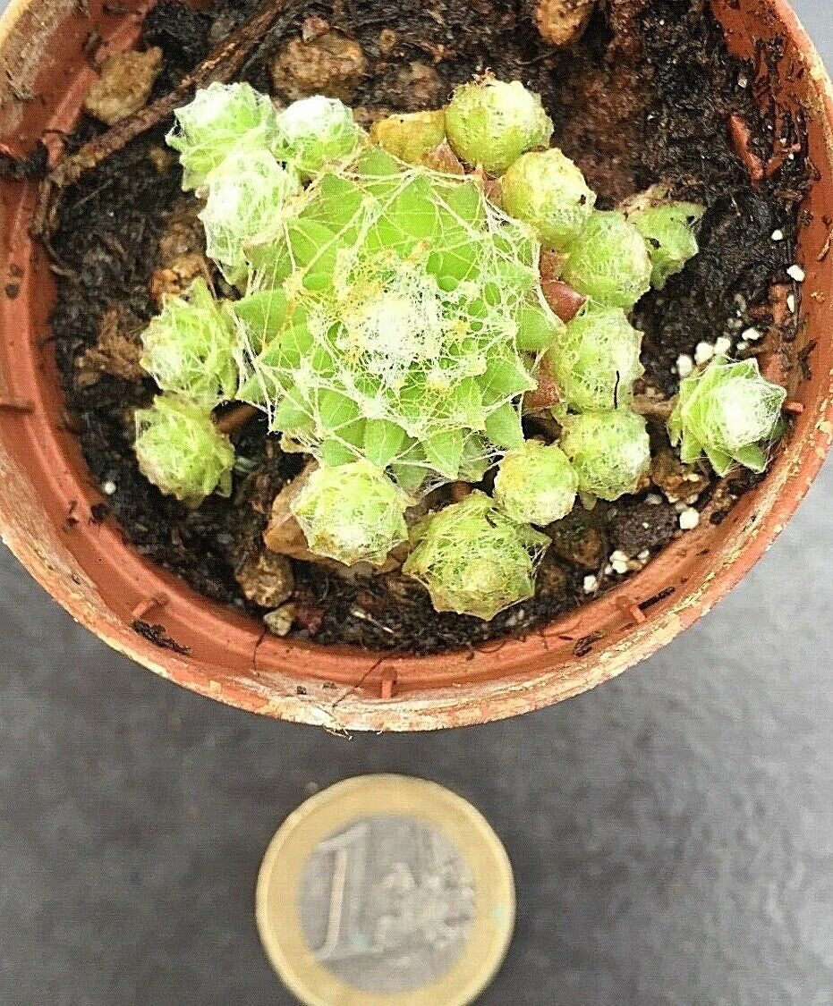 Sempervivum Arachnoideum . piante in vaso