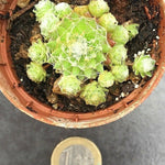 Sempervivum Arachnoideum . piante in vaso