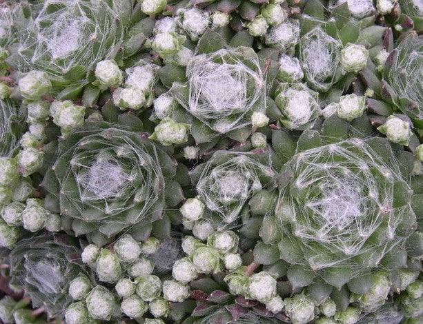 Sempervivum Arachnoideum . piante in vaso