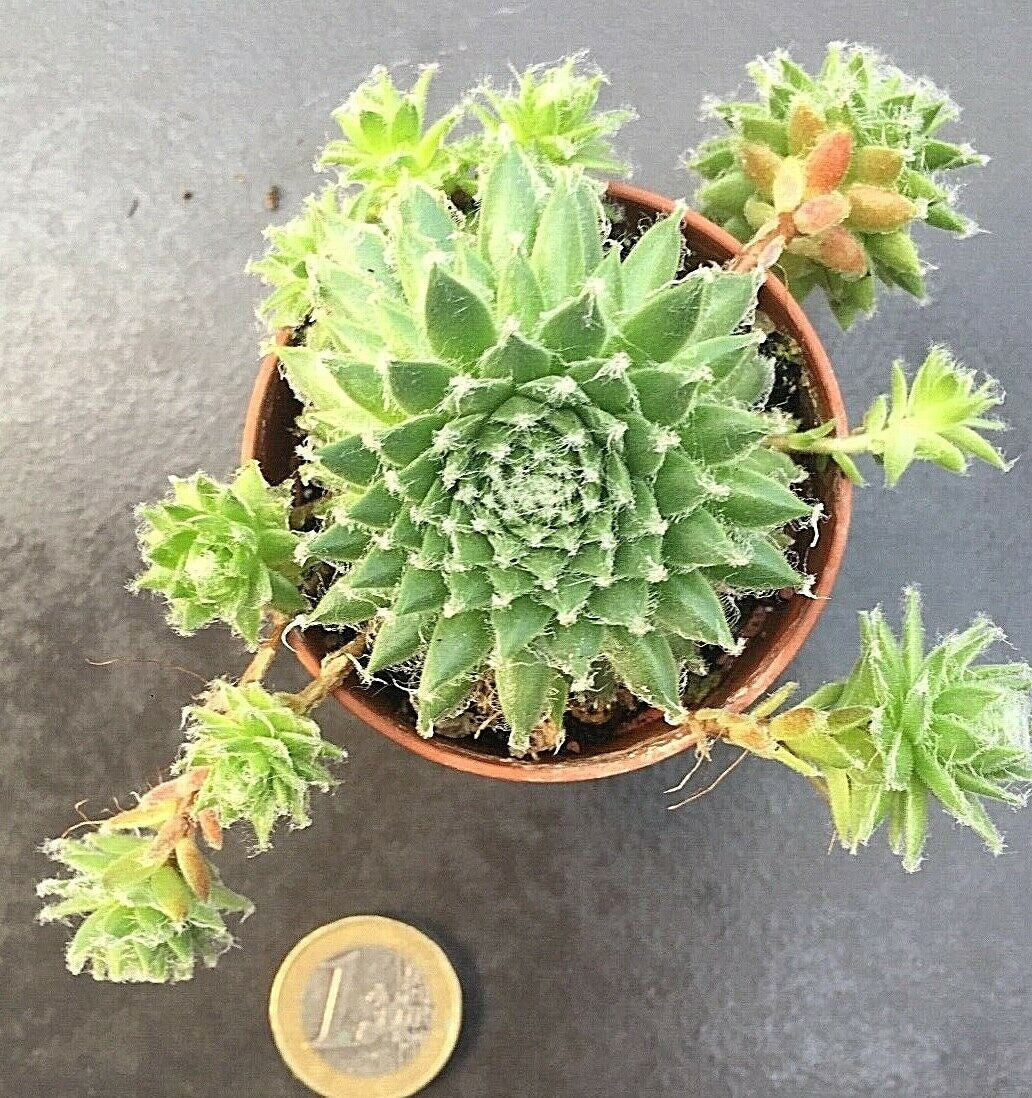 Sempervivum Arachnoideum . piante in vaso