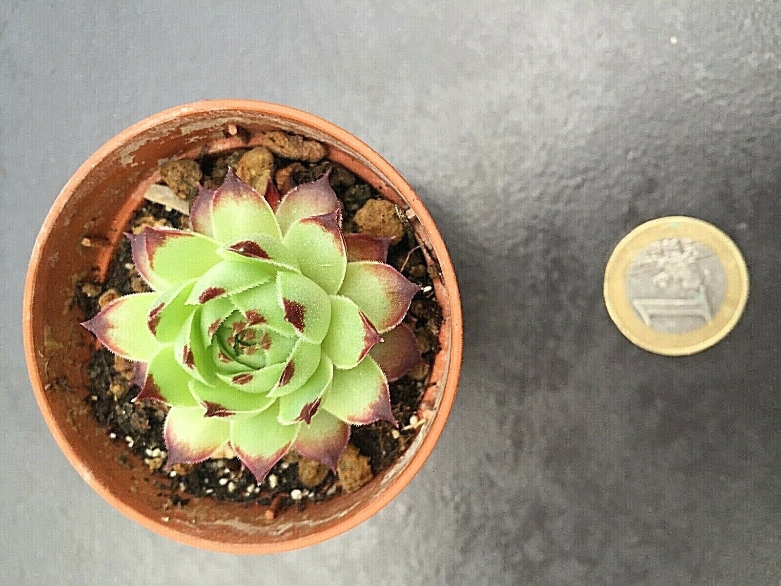 Sempervivum Calcareum Guillaume