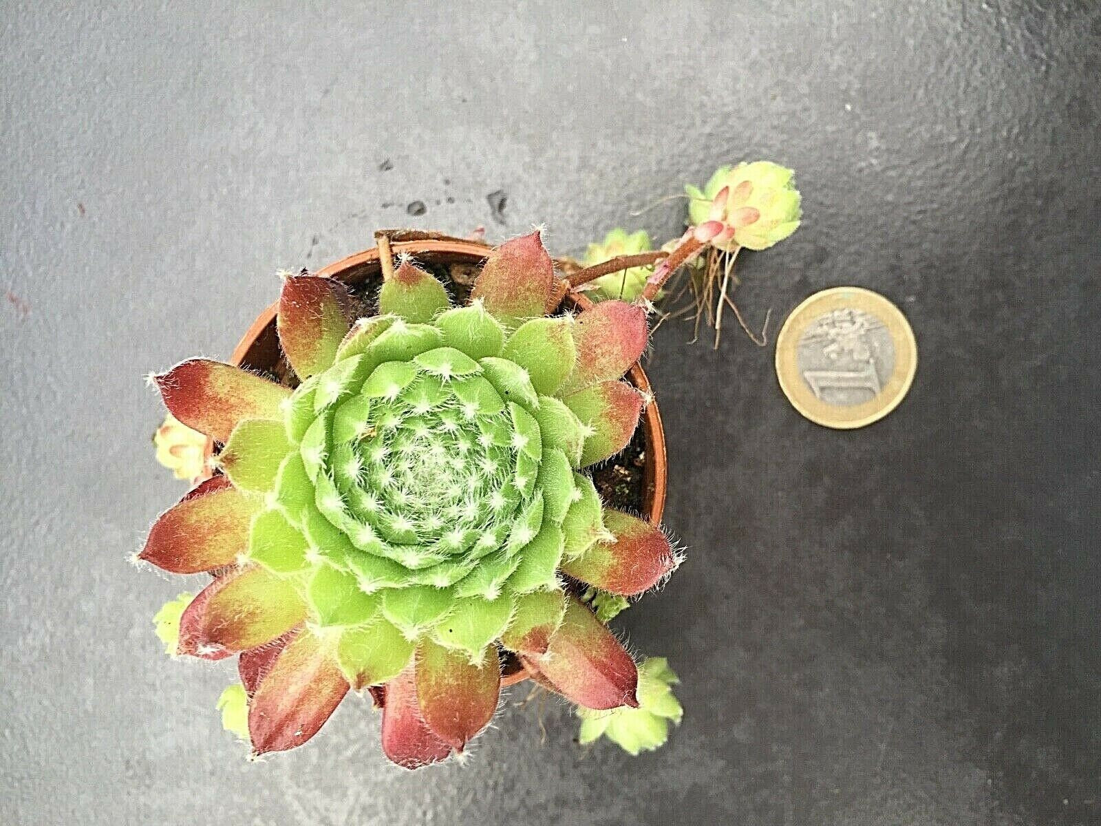 Sempervivum Hey Hey