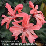 Pelargonium Frills vaso 10