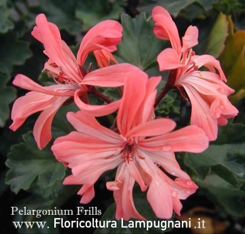 Pelargonium Frills vaso 10