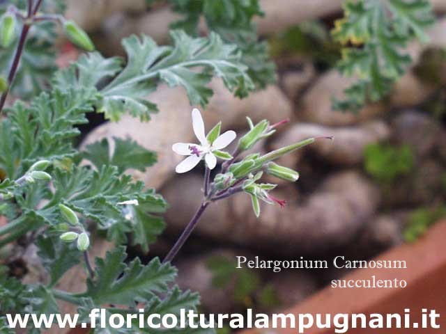 Pelargonium Carnosum (Succulento)