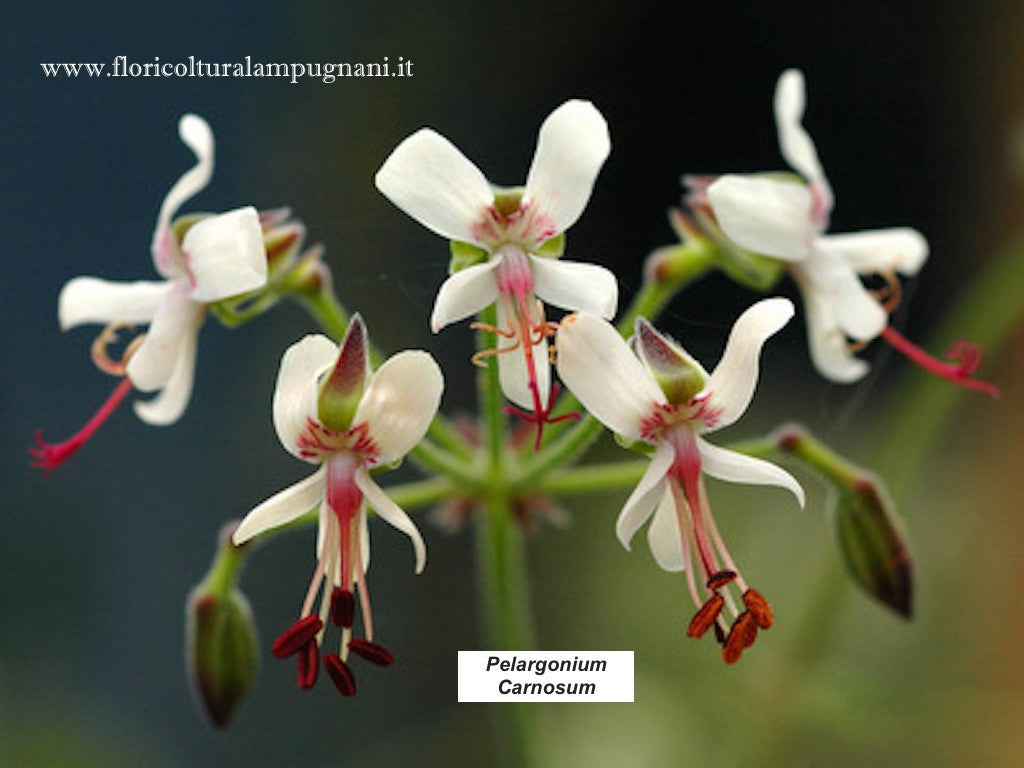 Pelargonium Carnosum (Succulento)