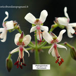 Pelargonium Carnosum (Succulento)