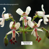 Pelargonium Carnosum (Succulento)