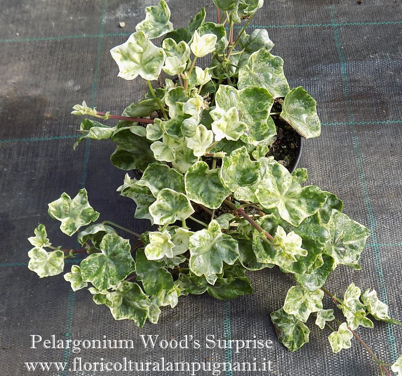 Pelargonium Wood Surprise