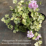 Pelargonium Wood Surprise