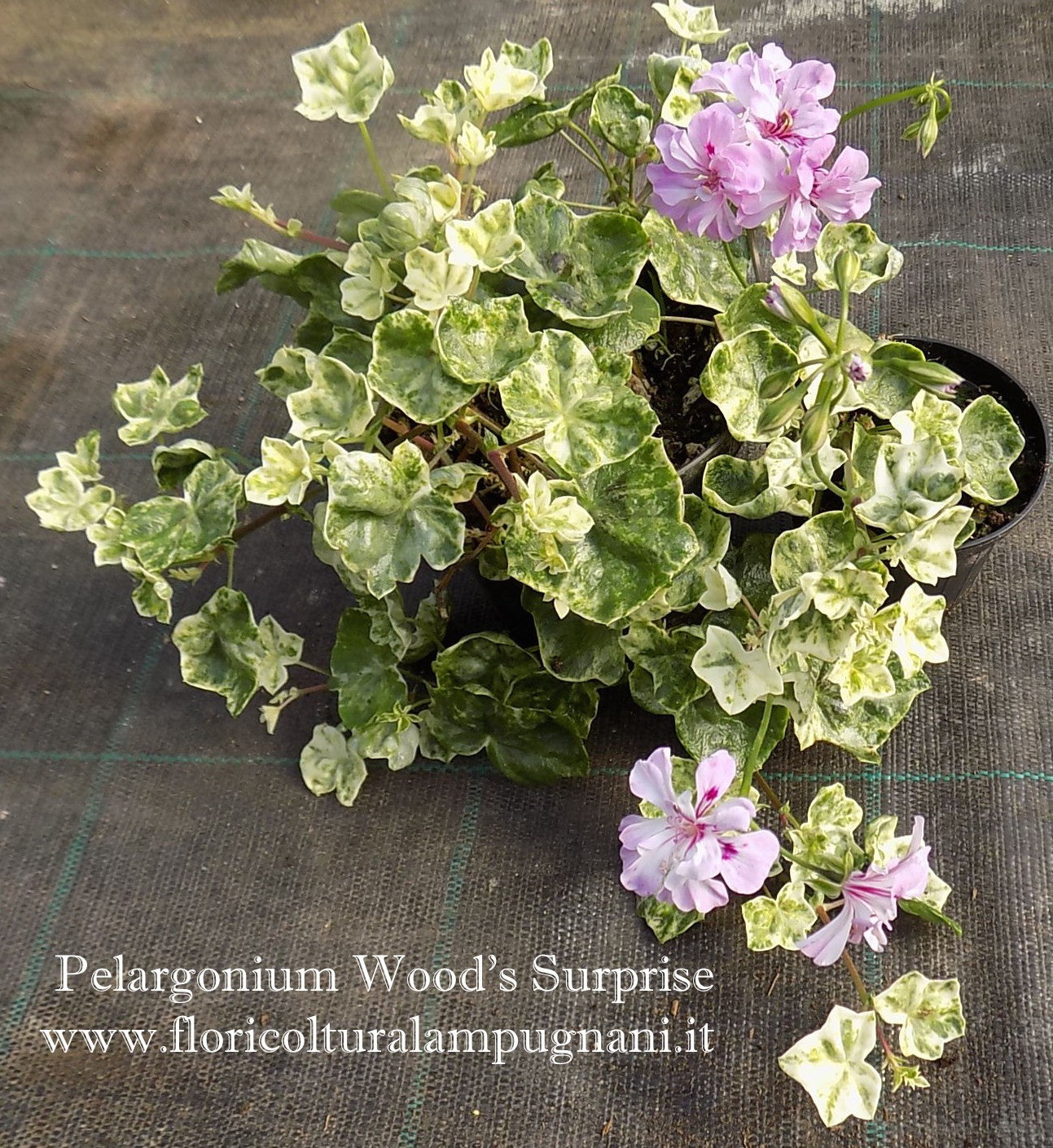 Pelargonium Wood Surprise