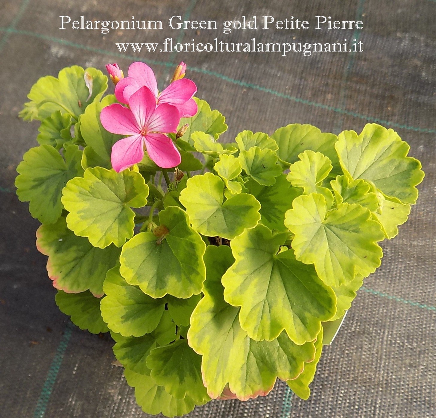 Pelargonium Green gold petite pierre