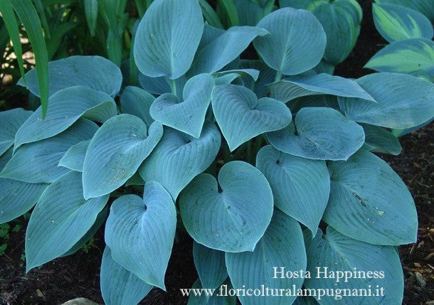 Hosta Happiness