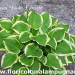 Hosta Shade Fanfare in vaso