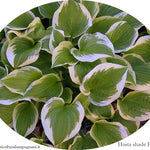 Hosta Shade Fanfare in vaso