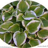 Hosta Shade Fanfare in vaso