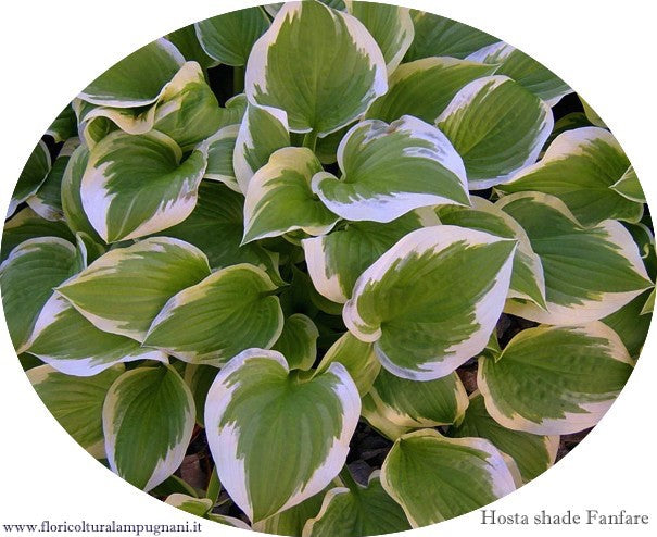 Hosta Shade Fanfare in vaso
