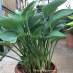 Hosta Nigrescens piante in vaso