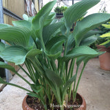 Hosta Nigrescens piante in vaso