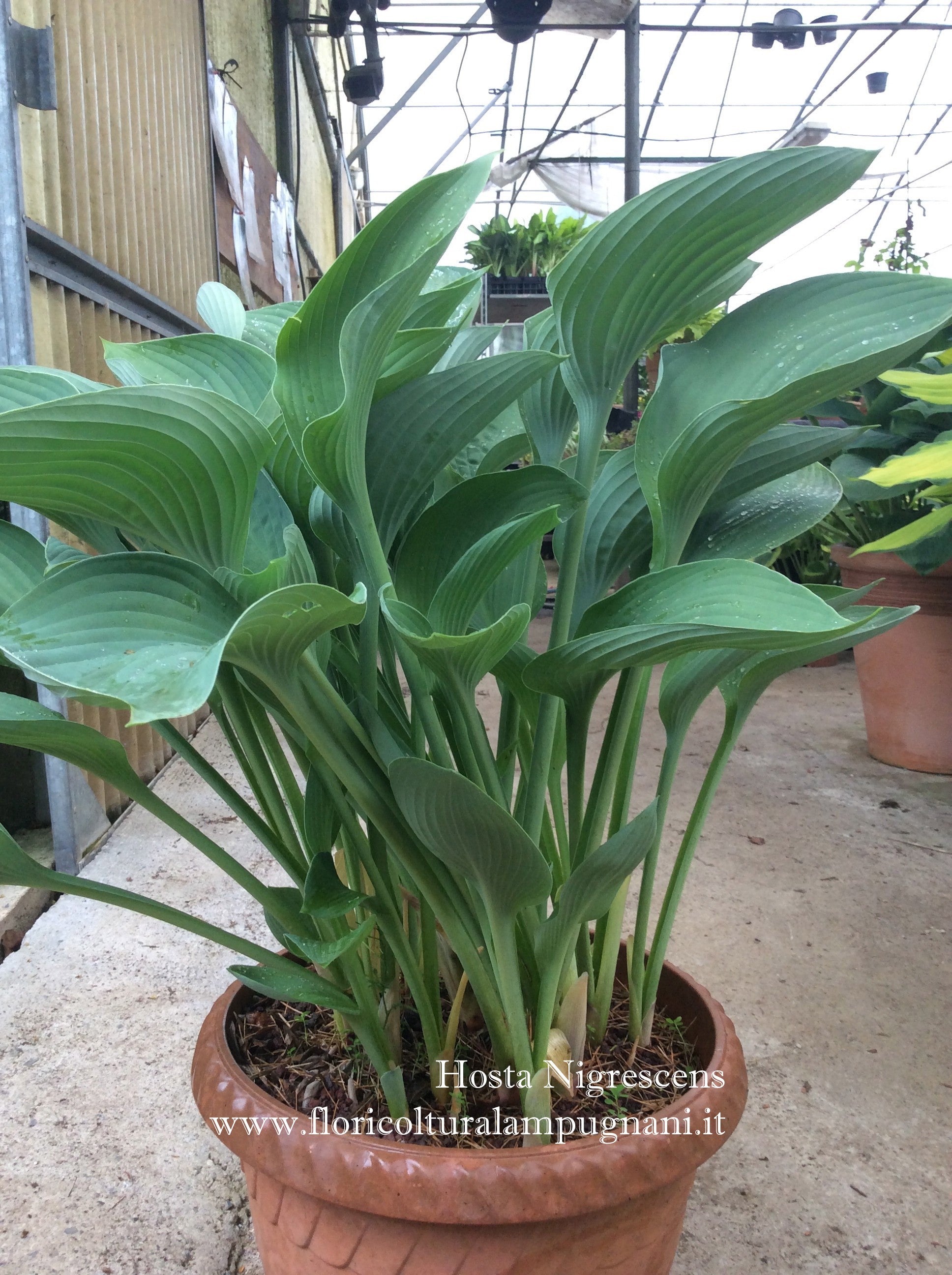 Hosta Nigrescens piante in vaso