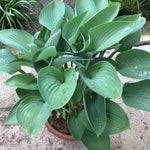Hosta Nigrescens piante in vaso