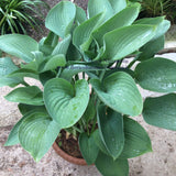 Hosta Nigrescens piante in vaso