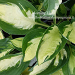 Hosta Morning Light (piante in vaso)