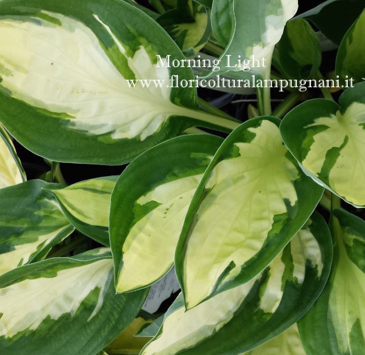Hosta Morning Light (piante in vaso)