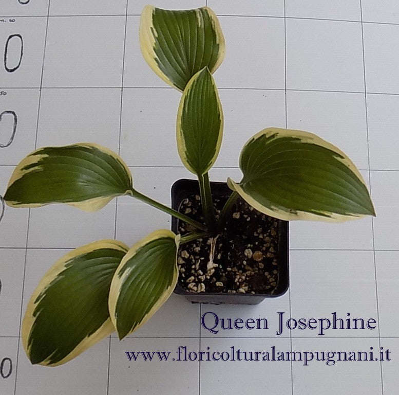 Hosta  Queen Josephine (piante in vaso)