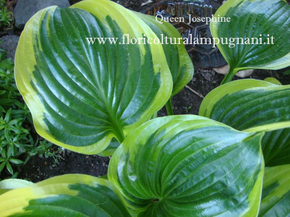 Hosta  Queen Josephine (piante in vaso)