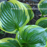 Hosta  Queen Josephine (piante in vaso)