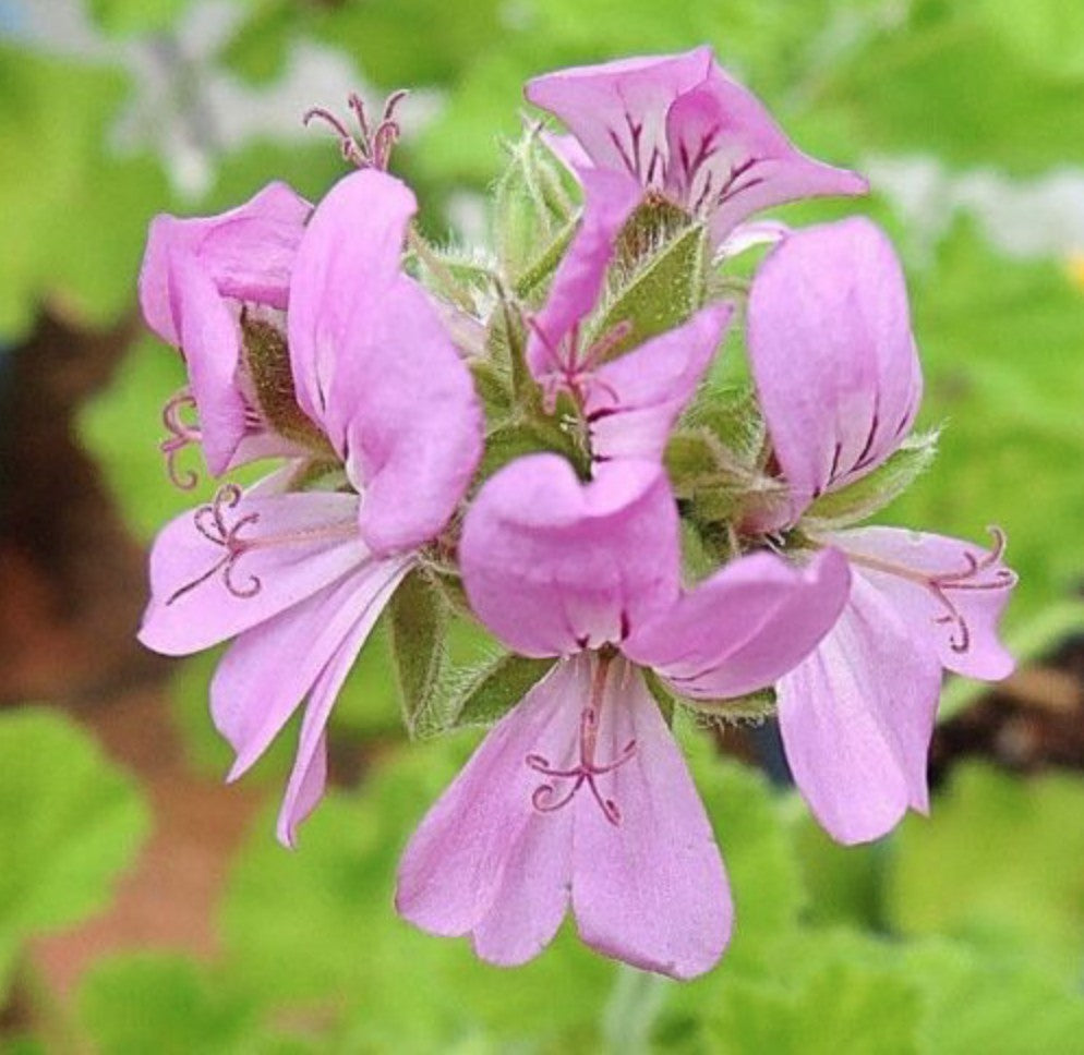 Pelargonium Snowflake