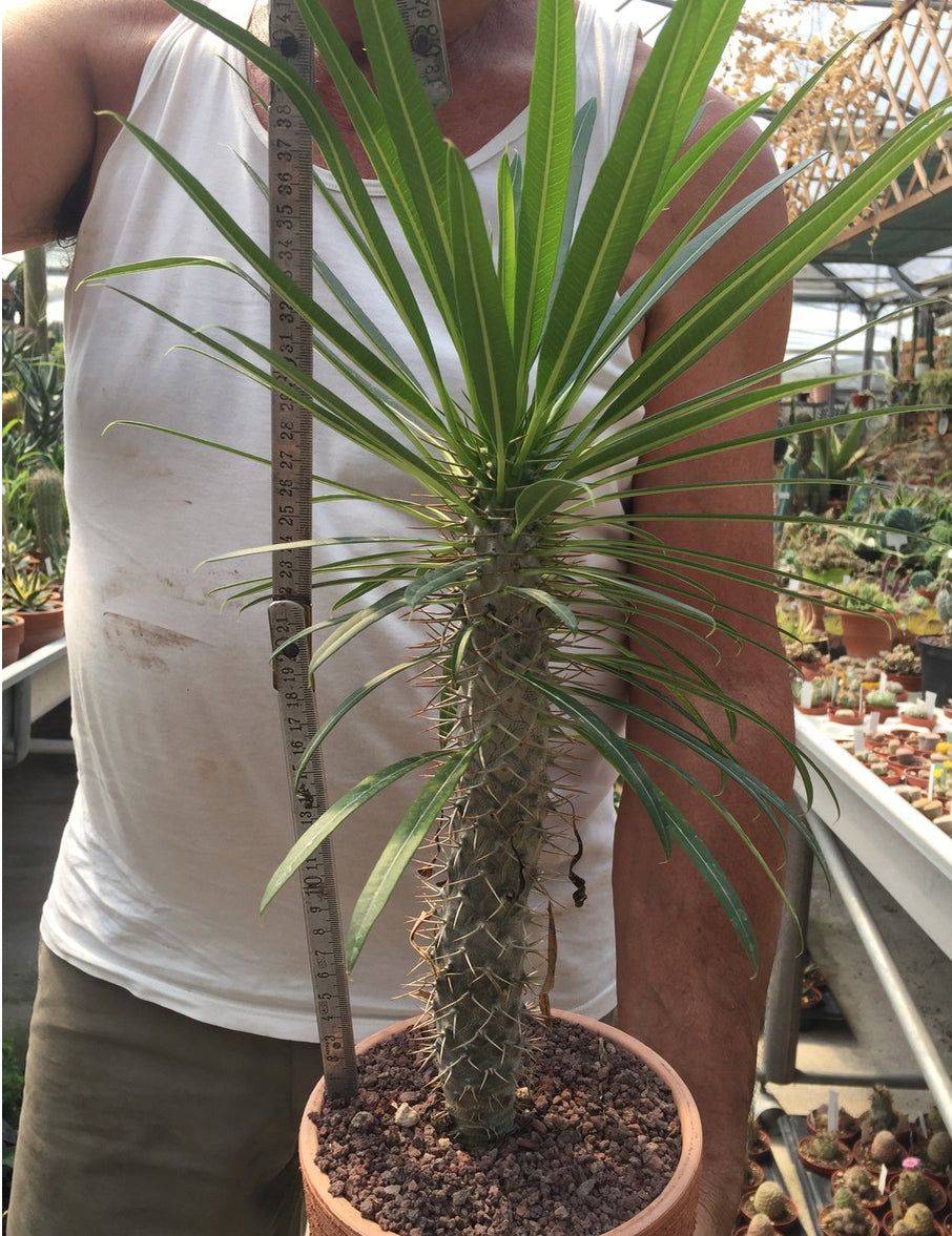 Pachypodium Geayi