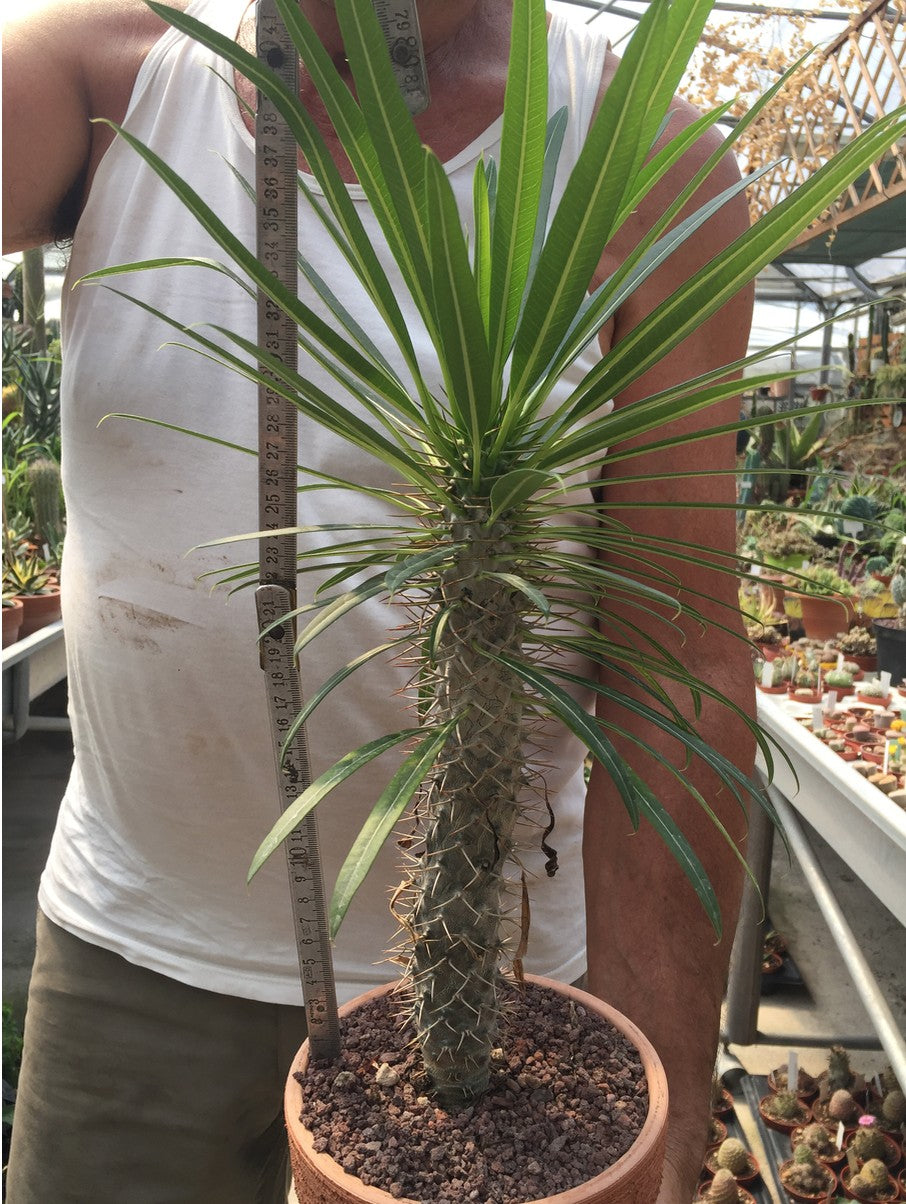 Pachypodium Geayi