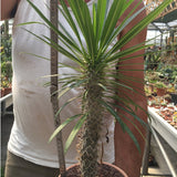 Pachypodium Geayi