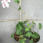 Pelargonium Echinatum